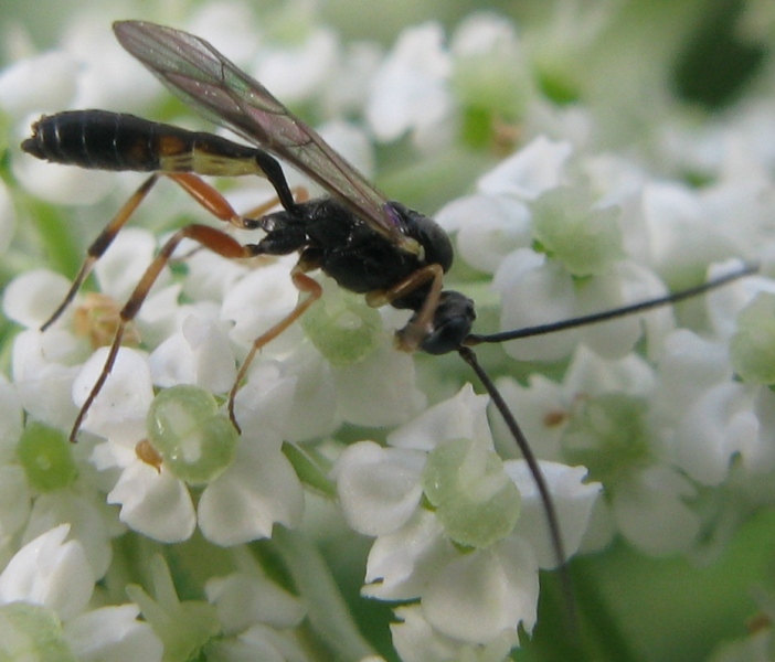 ichneumonide (probabile Campopleginae)